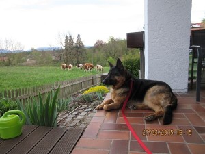 Gracie-our German Shepard Dog