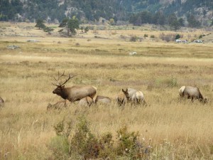 Bull elk and his harem