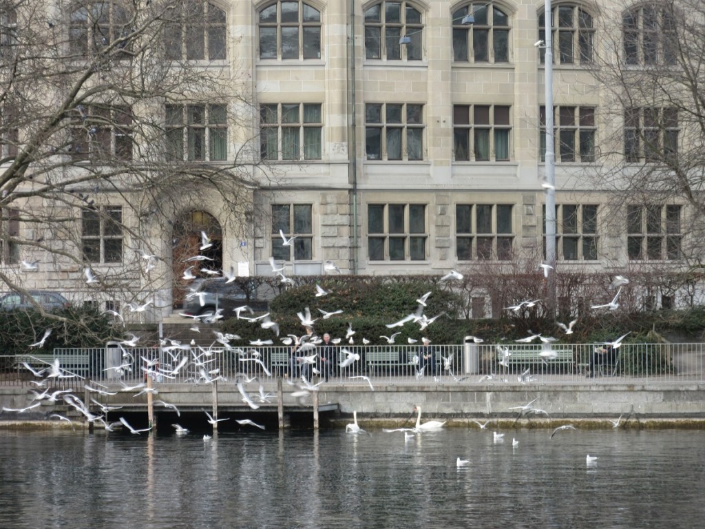 Swans and Gulls