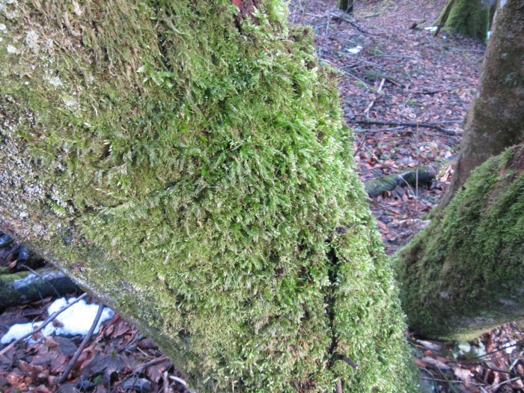 Soft green Moss