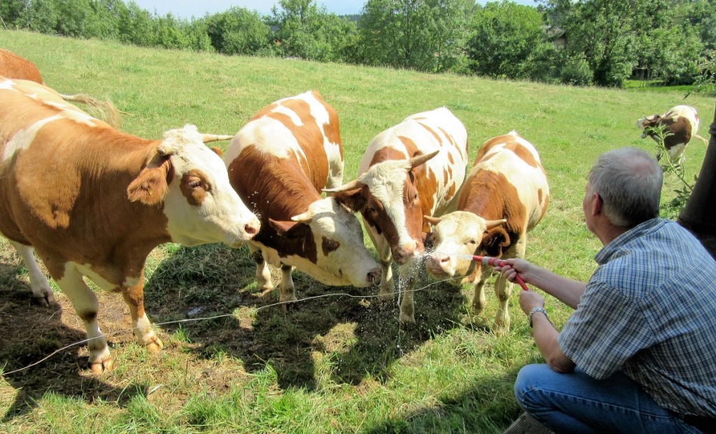 Watering cows