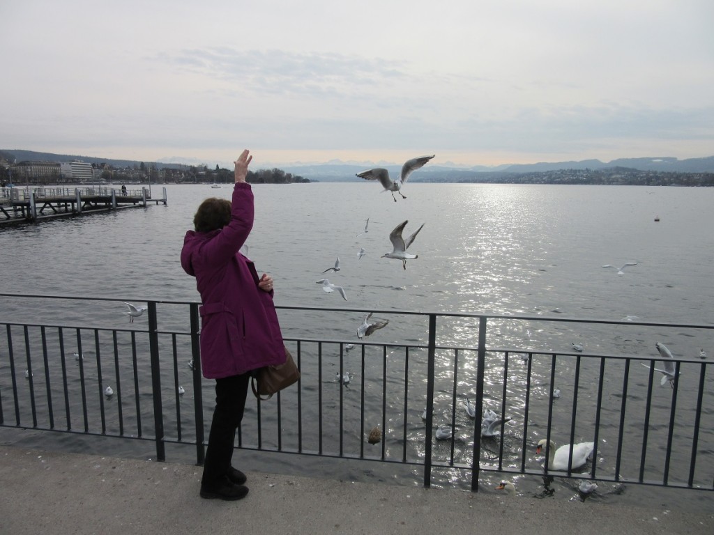 Feeding gulls