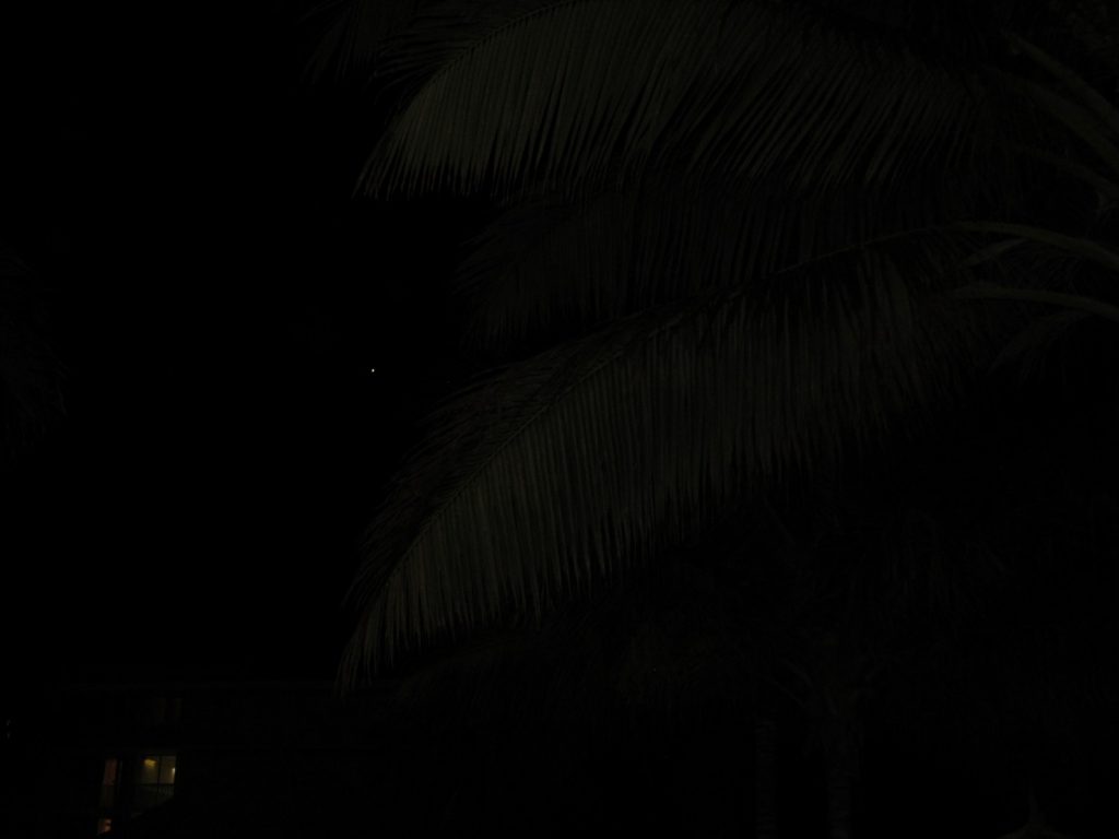 Palm tree at night