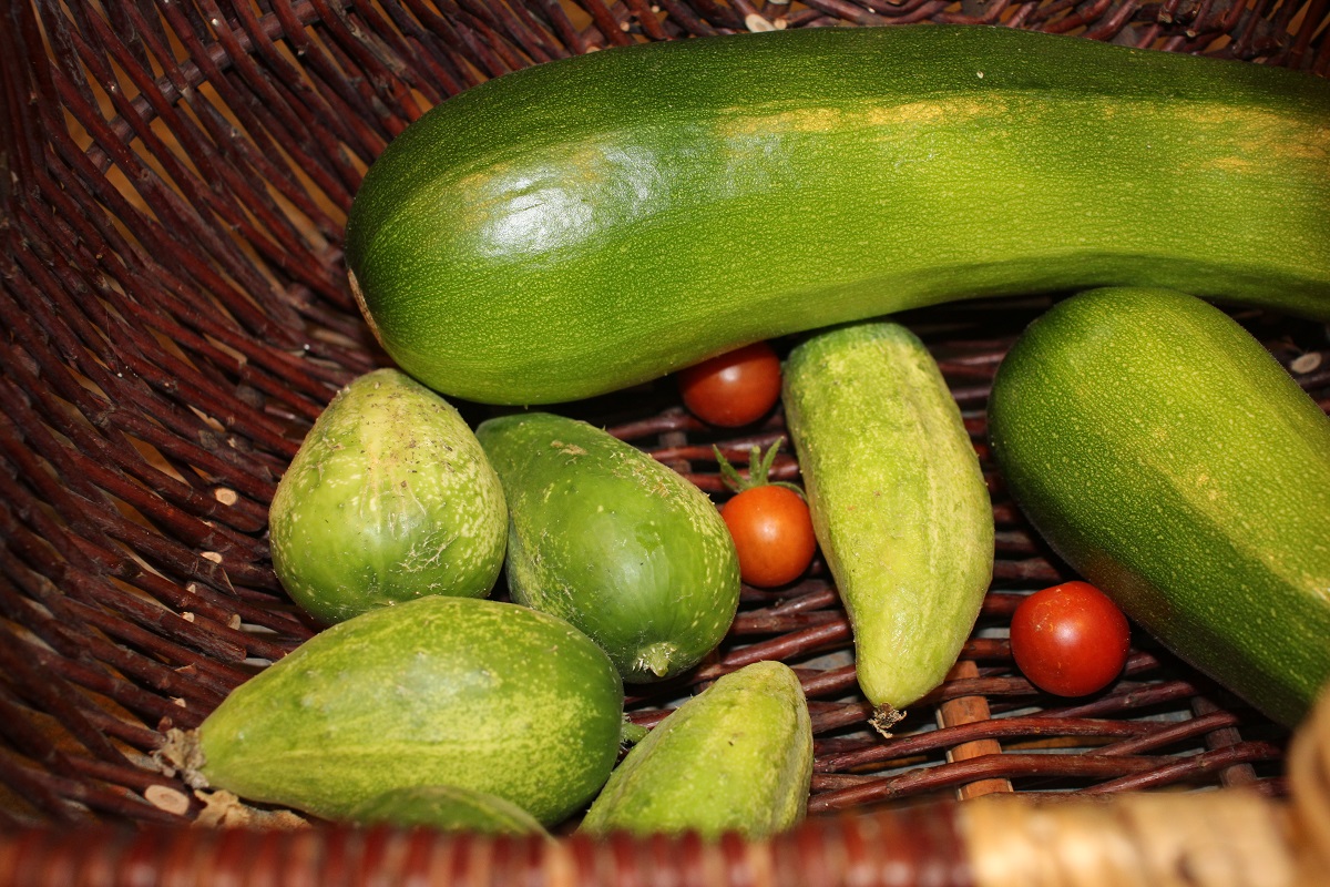 Pickled Cucamelons (Sour Gherkins): Easy Refrigerator Pickles